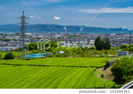 茶園正值嫩葉盛開的季節 茶園正值嫩葉盛開的季節 141044361