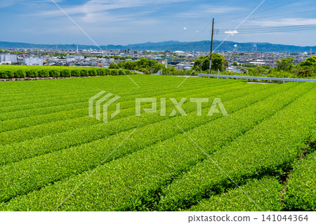 茶園正值嫩葉盛開的季節 茶園正值嫩葉盛開的季節 141044364