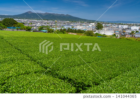 Tea fields in the season of fresh green leaves Tea fields in the season of fresh green leaves 141044365