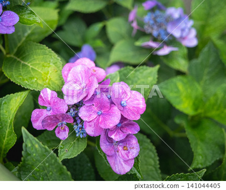 Hydrangea wet in the rain Hydrangea wet in the rain 141044405