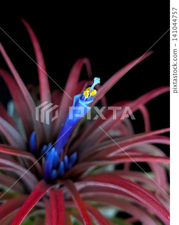 Purple flowers of an air plant (Tillandsia rainforest red) that have bloomed and turned red. Purple flowers of an air plant (Tillandsia rainforest red) that have bloomed and turned red. 141044757