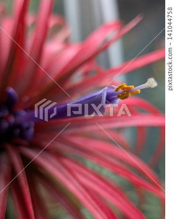 Purple flowers of an air plant (Tillandsia rainforest red) that have bloomed and turned red. Purple flowers of an air plant (Tillandsia rainforest red) that have bloomed and turned red. 141044758