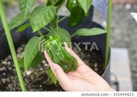 Harvesting bell peppers grown in a home garden Harvesting bell peppers grown in a home garden 141044823