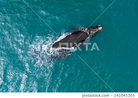 Aerial view of a southern right whale mother and calf swimming in clear turquoise waters. Annual migration brings these endangered marine mammals to the coast for breeding and nursing. Aerial view of a southern right whale mother and calf swimming in clear turquoise waters. Annual migration brings these endangered marine mammals to the coast for breeding and nursing. 141045303