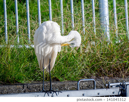 Close up of great egret Close up of great egret 141045312