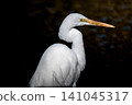 Close up of great egret 141045317
