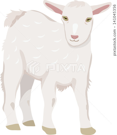 Baby goat Baby goat 141045356