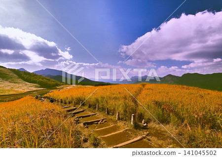 The golden pampas grass of Soni Plateau in late autumn is beautiful. The golden pampas grass of Soni Plateau in late autumn is beautiful. 141045502