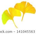 Yellow ginkgo leaves (image) 141045563