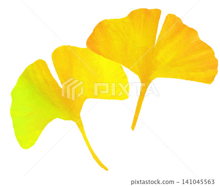 Yellow ginkgo leaves (image) Yellow ginkgo leaves (image) 141045563