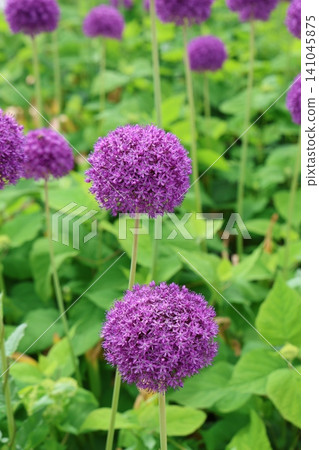 A purple, spherical Allium giganteum flower blooming in Vilnius, Lithuania (1) A purple, spherical Allium giganteum flower blooming in Vilnius, Lithuania (1) 141045875