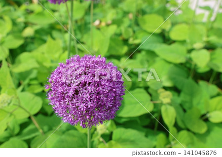 Two purple, spherical Allium giganteum flowers blooming in Vilnius, Lithuania. Two purple, spherical Allium giganteum flowers blooming in Vilnius, Lithuania. 141045876
