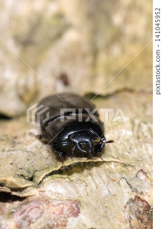 Living creatures, insects: A large flat-horned beetle (Phallus spp.), early July. It was on a thick wisteria vine growing in a mixed forest. Living creatures, insects: A large flat-horned beetle (Phallus spp.), early July. It was on a thick wisteria vine growing in a mixed forest. 141045952