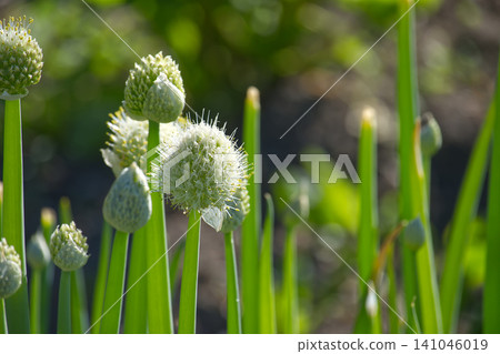 Close-up of delicate green onion flower buds and blooming spheres in soft sunlight Close-up of delicate green onion flower buds and blooming spheres in soft sunlight 141046019