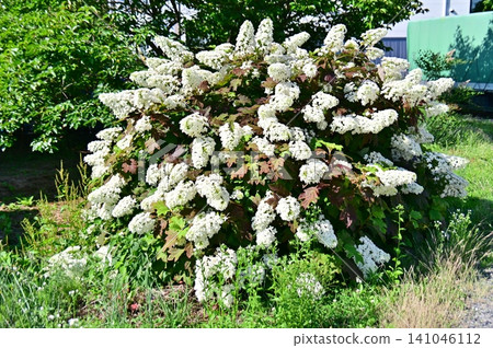 Oakleaf hydrangea with many white flower spikes 141046112