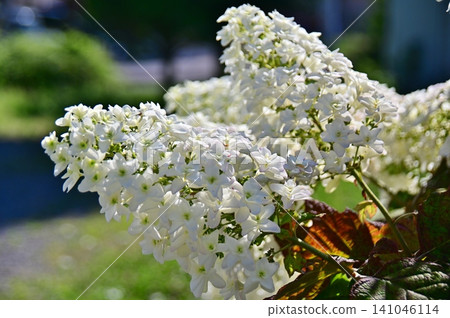 Close-up of the large white flower spikes of oakleaf hydrangea. Close-up of the large white flower spikes of oakleaf hydrangea. 141046114