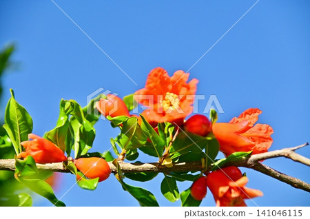 The crimson red flowers of the pomegranate stand out against the blue sky. The crimson red flowers of the pomegranate stand out against the blue sky. 141046115