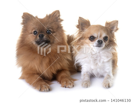 pomeranian and chihuahua in studio pomeranian and chihuahua in studio 141046130