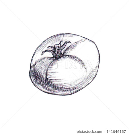 Tomato hand drawing black and white Graphite pencil sketch. Isolated vegetable graphic element for fresh clean organic food packaging, farm-to-table menus, culinary branding, healthy agricultural Tomato hand drawing black and white Graphite pencil sketch. Isolated vegetable graphic element for fresh clean organic food packaging, farm-to-table menus, culinary branding, healthy agricultural 141046167