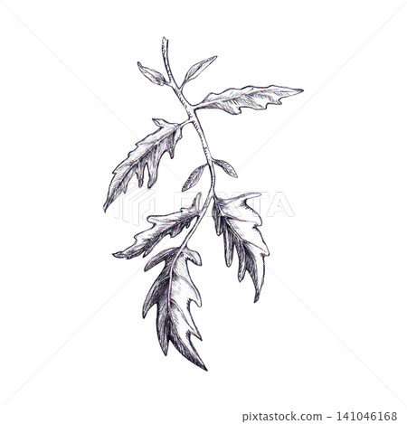 Sprig of tomato leaves with stem hand drawn black and white graphite pencil sketch. Botanical graphic line art element for organic agricultural packaging, seed labels, vegetarian design, healthy food Sprig of tomato leaves with stem hand drawn black and white graphite pencil sketch. Botanical graphic line art element for organic agricultural packaging, seed labels, vegetarian design, healthy food 141046168