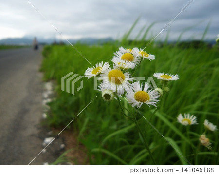 White flowers of Erigeron annuus blooming in the early summer fields, with a beautiful bokeh effect. White flowers of Erigeron annuus blooming in the early summer fields, with a beautiful bokeh effect. 141046188