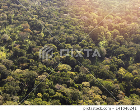 Dense forest landscape shows rich greenery in sunlight during the day Dense forest landscape shows rich greenery in sunlight during the day 141046241