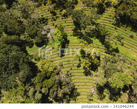 Green fields with curved rows of plants in sunny countryside Green fields with curved rows of plants in sunny countryside 141046244