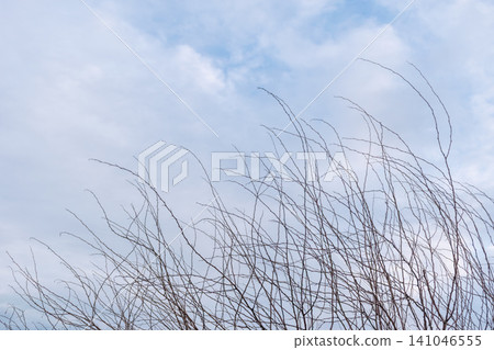 Bare tree branches reaching into cloudy blue sky minimalist composition natural outdoor scenery seasonal transition peaceful atmospheric landscape Bare tree branches reaching into cloudy blue sky minimalist composition natural outdoor scenery seasonal transition peaceful atmospheric landscape 141046555