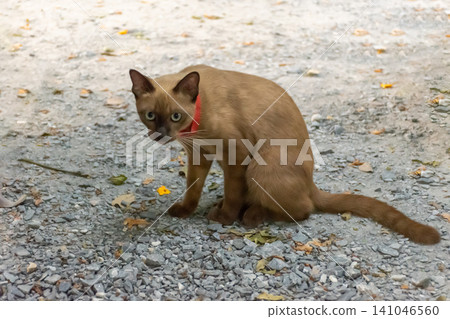 Brown Siamese cat blue eyes red collar sitting gravel path alert curious natural daylight outdoor surroundings gentle focus Brown Siamese cat blue eyes red collar sitting gravel path alert curious natural daylight outdoor surroundings gentle focus 141046560