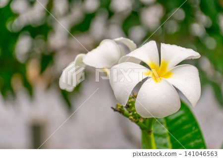 Elegant white frangipani flower yellow center blooming natural light soft green background gentle water droplets tropical garden botanical beauty Elegant white frangipani flower yellow center blooming natural light soft green background gentle water droplets tropical garden botanical beauty 141046563