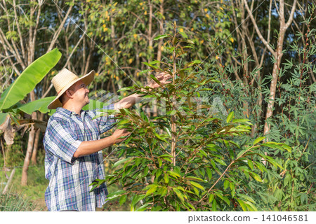 Smiling farmer caring for young durian tree tropical orchard during daylight highlighting sustainable agriculture gardening cultivation rural lifestyle Smiling farmer caring for young durian tree tropical orchard during daylight highlighting sustainable agriculture gardening cultivation rural lifestyle 141046581