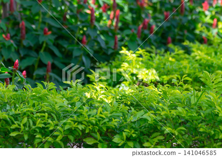 Lush tropical garden vibrant green foliage soft red flowers creating natural background ideal for landscaping gardening ecology outdoor design themes Lush tropical garden vibrant green foliage soft red flowers creating natural background ideal for landscaping gardening ecology outdoor design themes 141046585