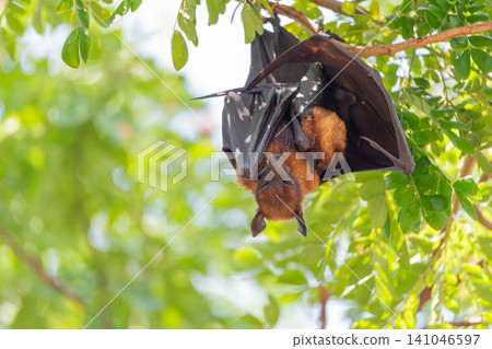 Flying fox bat hanging upside down tree branch natural daylight green foliage detailed wildlife portrait ideal for nature conservation ecology animal themes Flying fox bat hanging upside down tree branch natural daylight green foliage detailed wildlife portrait ideal for nature conservation ecology animal themes 141046597