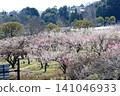 Mito Plum Blossom Festival 2026-03-12 #141 141046933