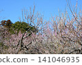 Mito Plum Blossom Festival 2026-03-12 #143 141046935