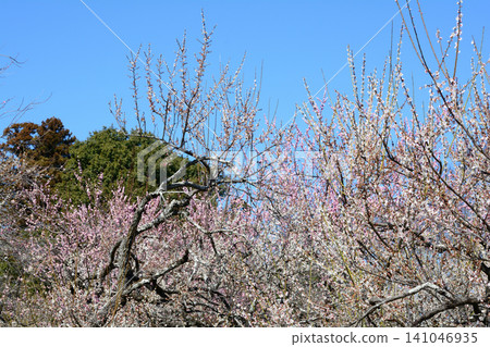 Mito Plum Blossom Festival 2026-03-12 #143 Mito Plum Blossom Festival 2026-03-12 #143 141046935