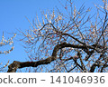 Mito Plum Blossom Festival, March 12, 2026, #144 141046936