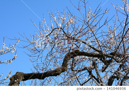 水戶梅花節,2026年3月12日,#144 水戶梅花節,2026年3月12日,#144 141046936