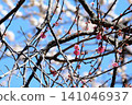 Mito Plum Blossom Festival 2026-03-12 #145 141046937