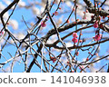 Mito Plum Blossom Festival 2026-03-12 #146 141046938