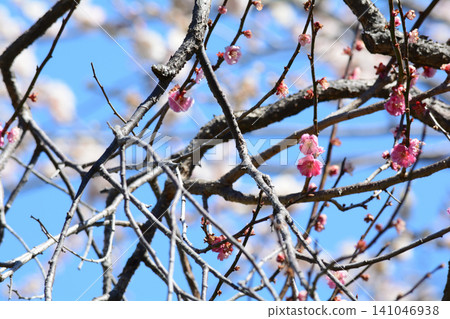 Mito Plum Blossom Festival 2026-03-12 #146 Mito Plum Blossom Festival 2026-03-12 #146 141046938
