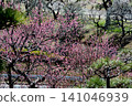 Mito Plum Blossom Festival, March 12, 2026, #147 141046939
