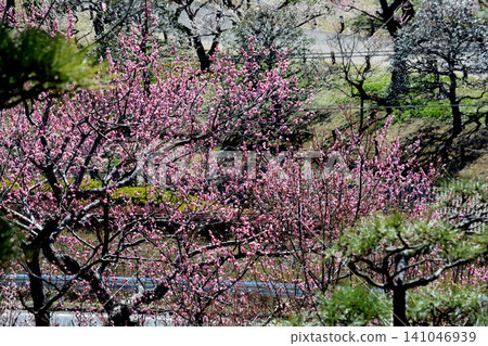 Mito Plum Blossom Festival, March 12, 2026, #147 141046939
