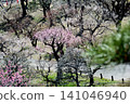 Mito Plum Blossom Festival, March 12, 2026, #148 141046940
