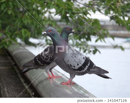 Two rock doves sitting side-by-side on the railing by the river. Two rock doves sitting side-by-side on the railing by the river. 141047126