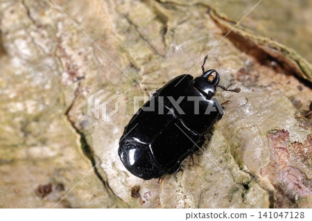 生物，昆蟲：*Phalacrognathus ventricosus*，一種體型略呈方形、大顎突出的甲蟲。它不是鍬甲。 141047128