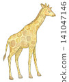 Giraffe with its eyes closed 141047146