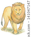 A lion that starts walking 141047147