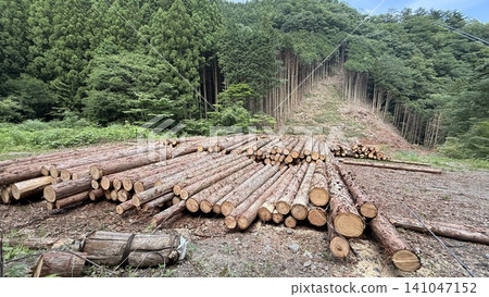 Cedar log cut out Cedar log cut out 141047152