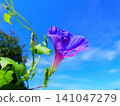 Morning glory morning glory morning glory 141047279